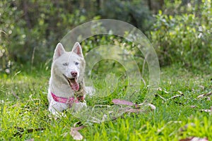 White husky cute dog with pink harness in the green woods smiling