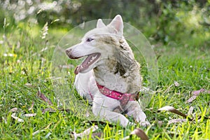 White husky cute dog with pink harness in the green woods smiling