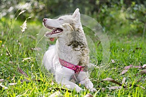 White husky cute dog with pink harness in the green woods smiling