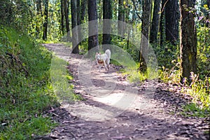 White husky cute dog with pink harness in the green woods smiling