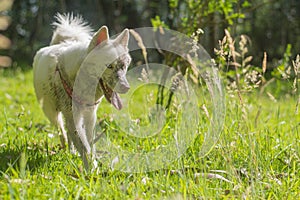 White husky cute dog with pink harness in the green woods smiling