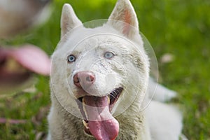 White husky cute dog with pink harness in the green woods smiling