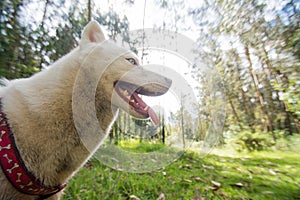 White husky cute dog with pink harness in the green woods smiling