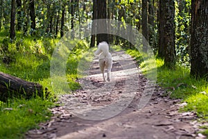 White husky cute dog with pink harness in the green woods smiling back tail