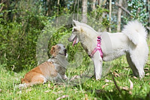 White husky cute dog with pink harness in the green woods smiling and playing with corgi