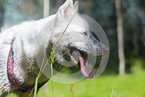 White husky cute dog with pink harness in the green woods smiling side