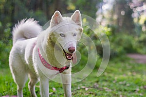 White husky cute dog with pink harness in the green woods smiling with tongue out