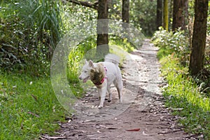 White husky cute dog with pink harness in the green woods smiling walking
