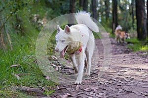 White husky cute dog with pink harness in the green woods smiling walking