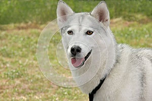 White Husky Dog