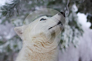 White husky dog with blye eyes portrait