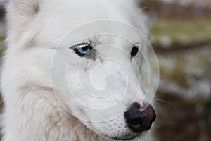 White husky dog with blye eyes portrait