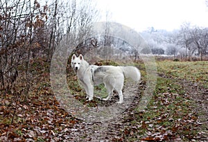 White husky dog with blye eyes portrait photo