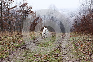 White husky dog with blye eyes running by the road photo