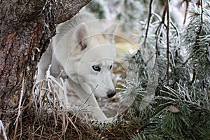 White husky dog with blye eyes portrait photo