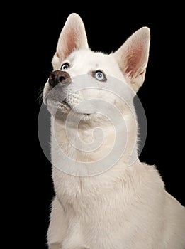 White Husky Dog Close-up