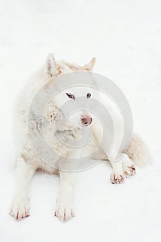 White husky dog lying on the snow