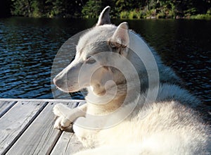 White husky dog near a lake