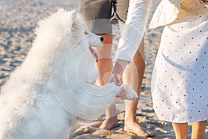 A white husky dog of the Samoyed breed gives a paw to a young woman