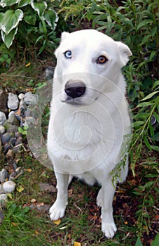 White husky with a faithful dog view