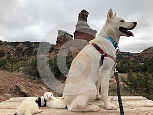 Bianco rauco un furetto sul vagabondo 