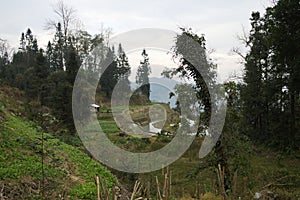 White hut in the rice terraces