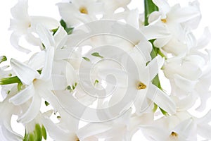 White hyacinth