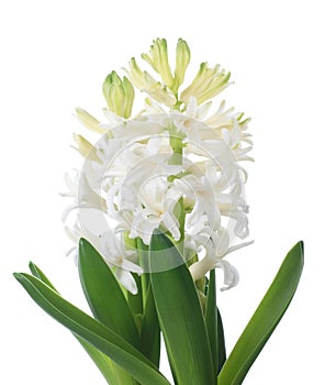 White hyacinth