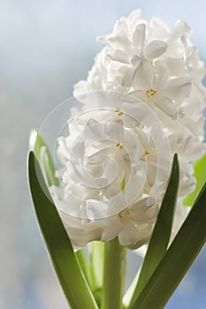 White Hyacinth.