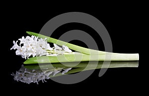 White hyacinth on black