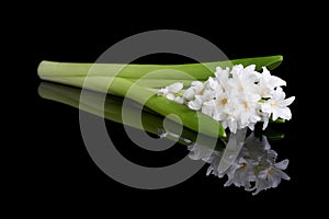 White hyacinth on black