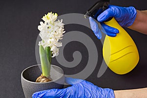 White hyacinth. Female hands in blue gloves transplant a white flower from a plastic container into a clay pot