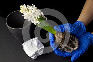 White hyacinth. Female hands in blue gloves transplant a white flower from a plastic container into a clay pot