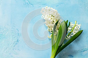 White hyacinth floral on blue concrete background, spring flowers background.