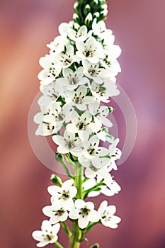 White Hyacinth flower