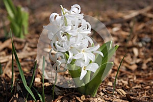 White Hyacinth flower