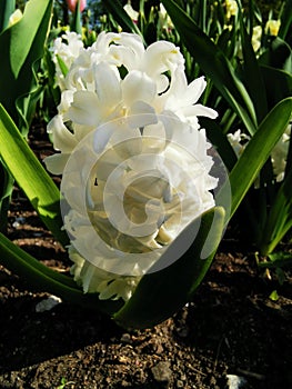 White hyacinth on a flower bed in a park on Elagin Island