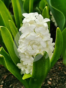 White hyacinth on a flower bed in a park on Elagin Island in St. Petersburg