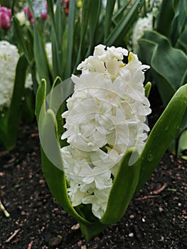 White hyacinth on a flower bed in a park on Elagin Island in St. Petersburg