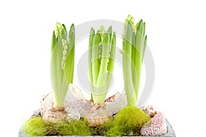 White Hyacinth flower in closeup