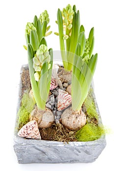 White Hyacinth flower in grey pot