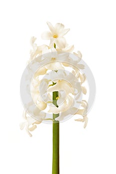 White hyacinth flower isolated on a white background