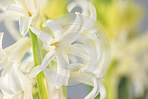 White hyacinth flower, macro isolated against a light background. The branch of hyacinth with flowers, buds