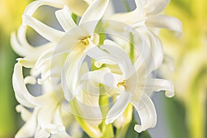 White hyacinth flower, macro isolated against a light background. The branch of hyacinth with flowers, buds