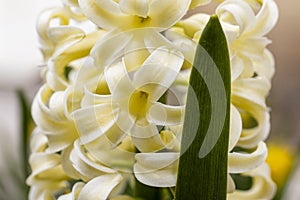 White hyacinth flower, macro isolated against a light background. The branch of hyacinth with flowers, buds