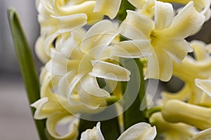 White hyacinth flower, macro isolated against a light background. The branch of hyacinth with flowers, buds