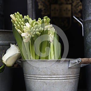 White hyacinth flower in a vintage bucket for sale