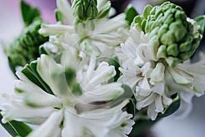 White hyacinth flowers with droplets close-up photo