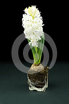 White hyacinth flowers isolated on black. macro shot of hyacinth without pot.