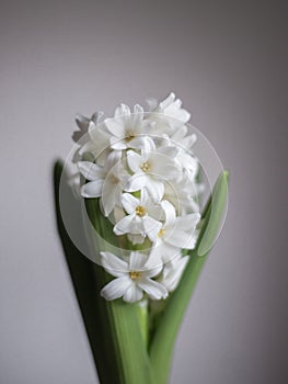 White hyacinth,Hyacinthus orientalis on a light background. Spring concept